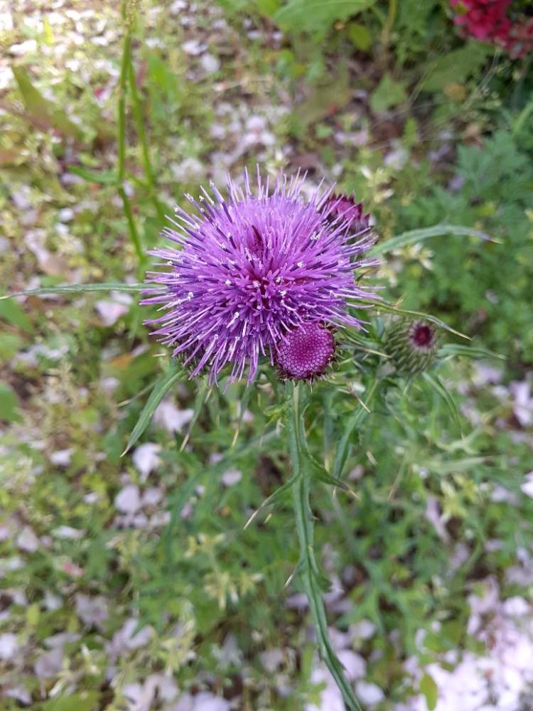 アザミの投稿画像 By マリンさん ノアザミと大渡ダム公園 21月4月15日 Greensnap グリーンスナップ