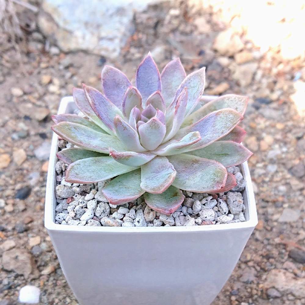 ダイソーエケベリアの投稿画像 By ちいさん 多肉植物と長野タニラーとダイソーと多肉成長記録とポー友の会とエケベリア女子とエケベリア属と多肉 女子と買ったよ とテラスと多肉植物と長野タニラーとダイソーと多肉成長記録とポー友の会とエケベリア女子とエケベリア属と