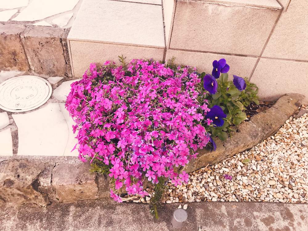 芝桜の投稿画像 By カイザーソゼさん 春のお花と駐車場とピンクの花と可愛い花とピンク ピンクと季節の花と玄関 ガーデニングと 芝桜とシバザクラ と 玄関先と地植え 21月4月15日 Greensnap グリーンスナップ