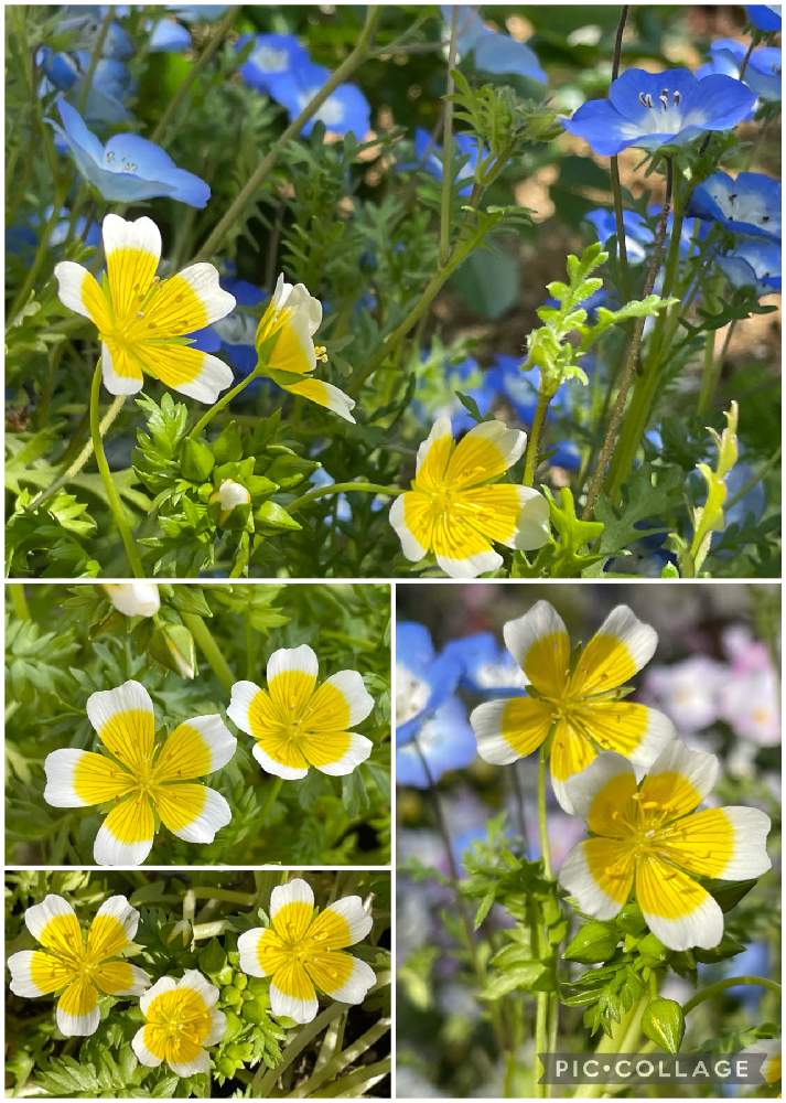 リムナンテス ポーチドエッグの投稿画像 By ひ ちゃん さん みどりのある暮らしとかわいい とおうち園芸とコロナに負けるな と ネモフィラと リムナンテス と花のある暮らしとネモフィラと小さな庭とみどりのある暮らしとかわいい とおうち園芸とコロナに負けるな