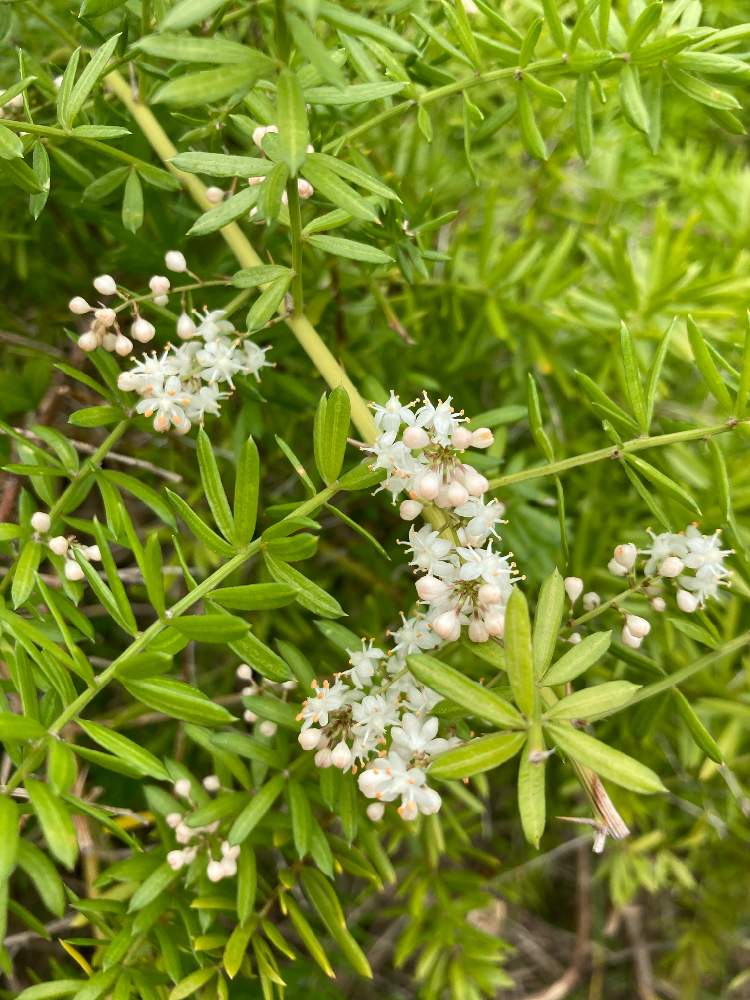 アスパラガス スプレンゲリーの投稿画像 By いんみさん 21月4月15日 Greensnap グリーンスナップ