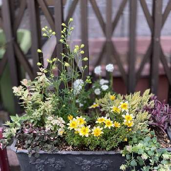 ラベンダー メルローの投稿画像一覧 Greensnap グリーンスナップ