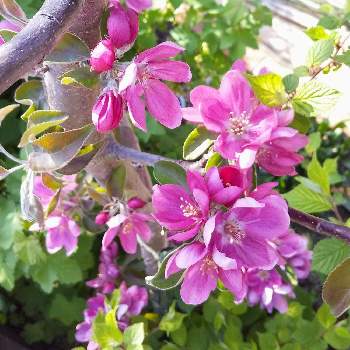 バレリーナツリーの投稿画像一覧 Greensnap グリーンスナップ