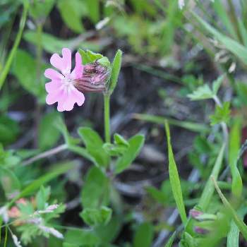 綺麗な雑草の投稿画像一覧 Greensnap グリーンスナップ