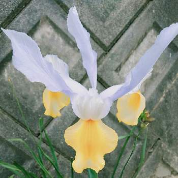 花の命は短くての投稿画像一覧 Greensnap グリーンスナップ