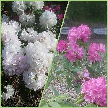 しゃくなげ の投稿画像一覧 Greensnap グリーンスナップ