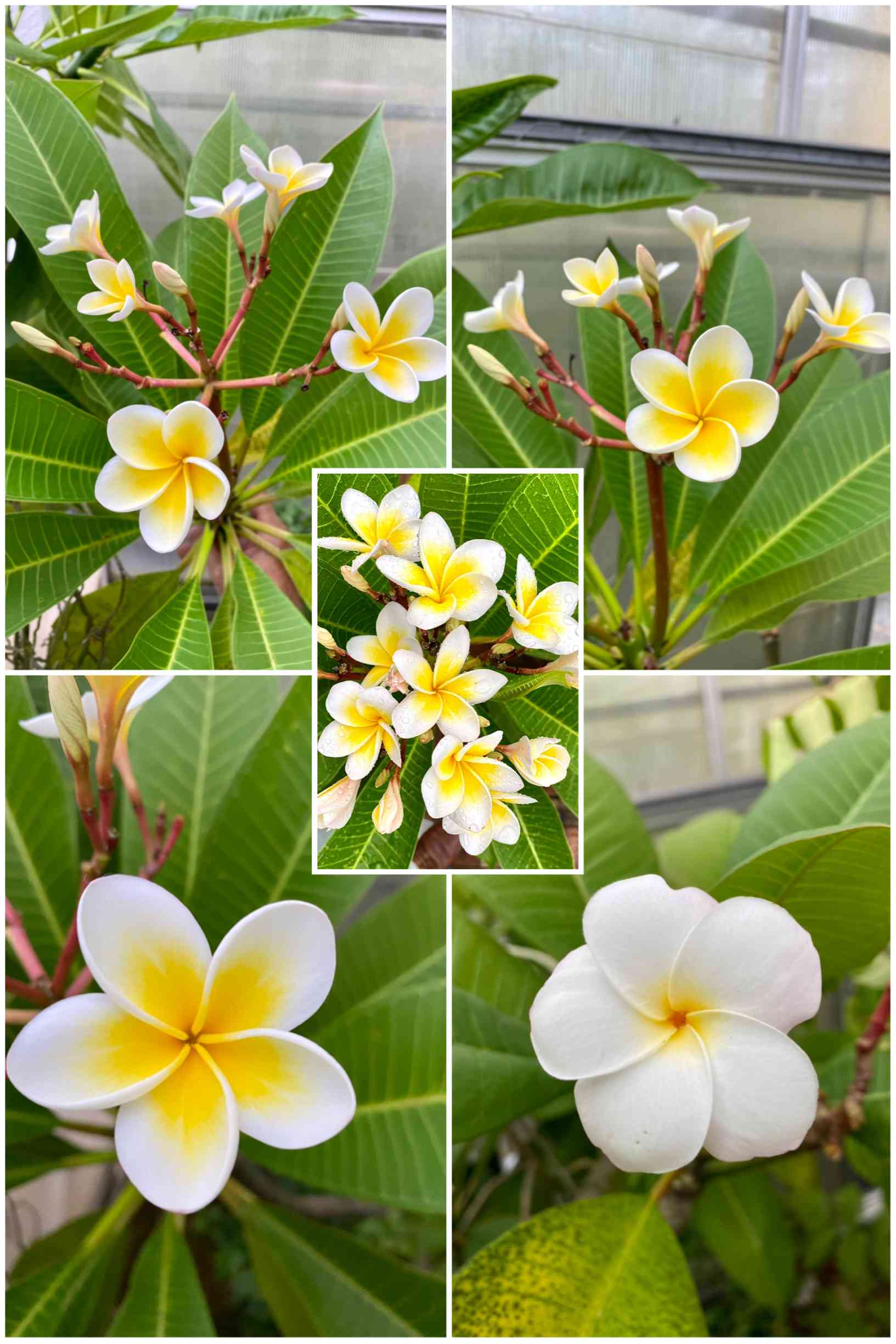 犯人は誰だ⁉️プルメリアの鉢土が減っていくミステリー｜🍀GreenSnap