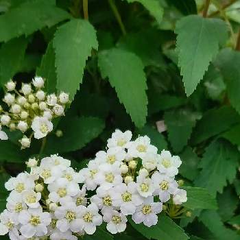 コデマリの花の投稿画像一覧 Greensnap グリーンスナップ