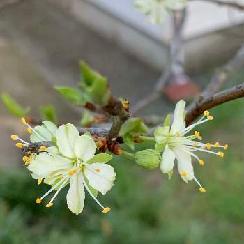 プルーンの花の投稿画像一覧 Greensnap グリーンスナップ