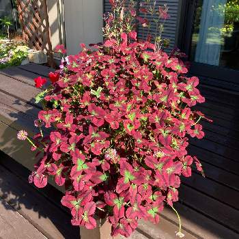 プリンセスクローバーの投稿画像一覧 Greensnap グリーンスナップ