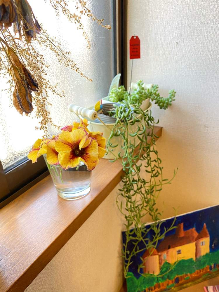 新玉つづりの投稿画像 By ミホポコさん ドライフラワーのスワッグとバナナネックレスとビューティカル キャラメルイエローとキャラメルイエローの挿し木 21月4月15日 Greensnap グリーンスナップ