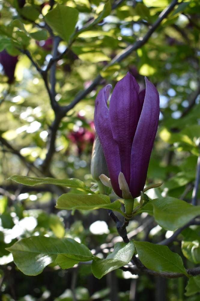 モクレンの投稿画像 By はるるさん シモクレンと紫色の花とモクレン科と水元公園 21月4月15日 Greensnap グリーンスナップ