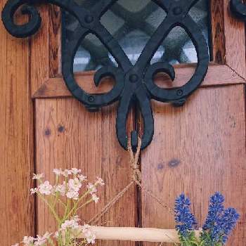 玄関飾りの投稿画像一覧 Greensnap グリーンスナップ