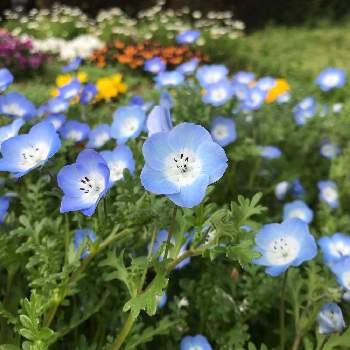 水色の投稿画像一覧 Greensnap グリーンスナップ