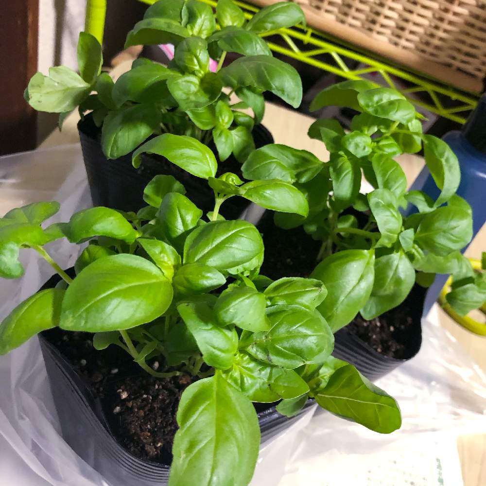 スイートバジルの投稿画像 By 苔を愛でるめかぶさん ハーブとポット苗 21月4月15日 Greensnap グリーンスナップ