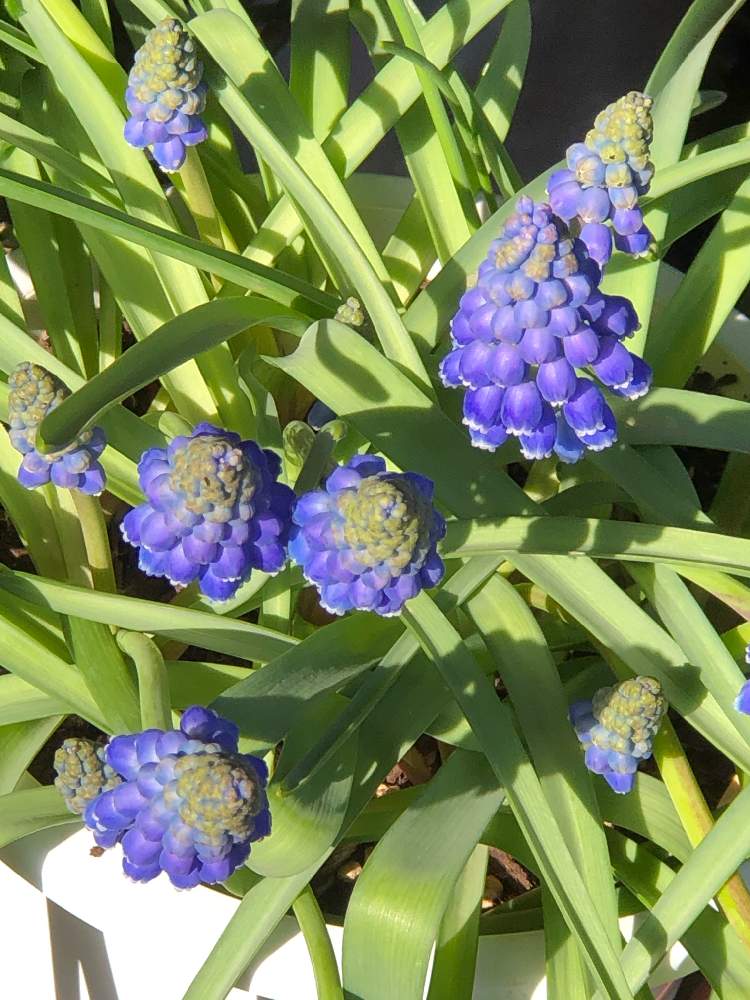 ムスカリの投稿画像 By アロマティカスさん ムスカリ アルメニアカムと年 秋 アロの秋植え球根 とバルコニー ベランダ 21月4月15日 Greensnap グリーンスナップ Greensnap グリーンスナップ ムスカリの投稿画像 By アロマティカスさん ムスカリ アルメニアカムと年 秋 アロの秋植え球根 とバルコニー ベランダ 21月4月15日 Greensnap グリーンスナップ Greensnap グリーンスナップ