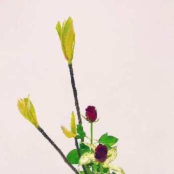 瓶花の画像 by mkkさん | 部屋とバラとドラセナ ゴッドセフィアナとホオノキ（朴の木）と直立型と小原流とお稽古と瓶花といけばなと花のある暮らし