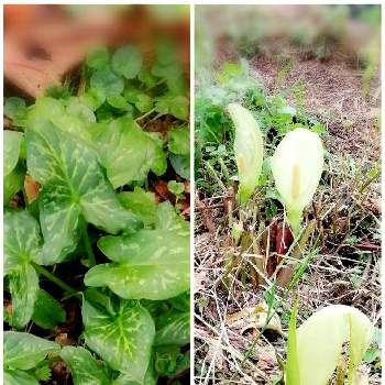 アルム イタリクムの投稿画像一覧 Greensnap グリーンスナップ