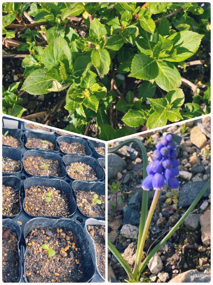 ムスカリの投稿画像 By まゆさん ラグランジア ブライダルシャワーとたねからの幸せと種まきとpwと植物だいすきと春の訪れと勝手に生えたと ガーデリング 21月4月16日 Greensnap グリーンスナップ