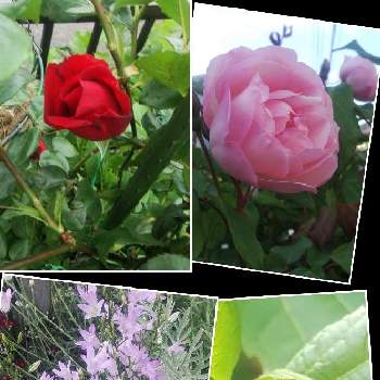 真っ赤の薔薇の画像 by メリーさん | 小さな庭と薔薇ピンクアバンダンスとカンパニュラ♪涼姫とアナベル 花芽とおうち園芸と鉢植えと真っ赤の薔薇と小さい花壇と花のある暮らしと狭い花壇と地植え