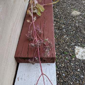 子宝草の花の投稿画像一覧 Greensnap グリーンスナップ