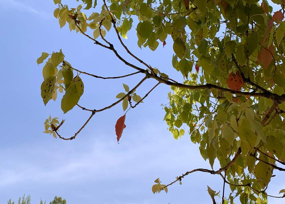 楠の紅葉の投稿画像 By R子さん 公園の木と目に青葉と常緑樹の新旧交代 21月4月16日 Greensnap グリーンスナップ
