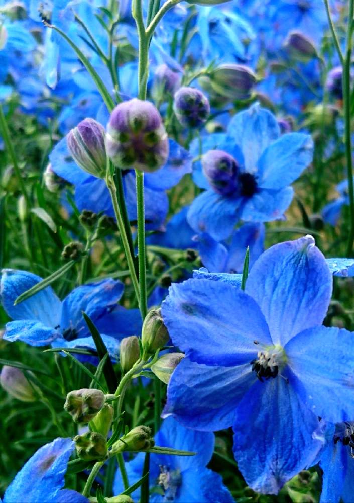 デルフィニウムの投稿画像 By らなたんさん 金曜日の蕾たちと春のお花と神話と今日の気分といつもありがとうとブルーのお花と青い花マニア 21月4月16日 Greensnap グリーンスナップ