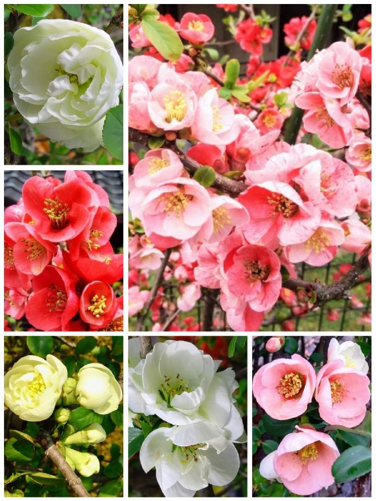 コラージュの投稿画像 By みいちゃんさん 木瓜の花とボケの花 21月4月16日 Greensnap グリーンスナップ