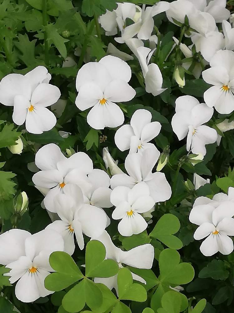 バコパの投稿画像 By Fusecchiさん 21月4月16日 Greensnap グリーンスナップ