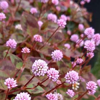 ピンクの小花の投稿画像一覧 Greensnap グリーンスナップ