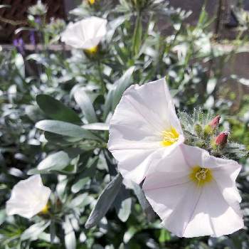 コンボルブルス クネオルム の投稿画像一覧 Greensnap グリーンスナップ