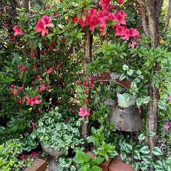 赤いツツジの画像 by haruさん | エントランスと千重大紫ツツジと赤いツツジとツツジの花と玄関×ガーデニングと花のある暮らしと ツツジ