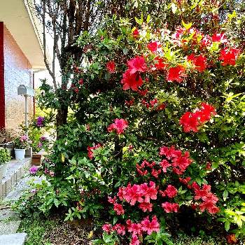 赤いツツジの画像 by haruさん | 小さな庭と千重大紫ツツジと赤いツツジとツツジの花と北側の庭と花のある暮らしと ツツジと玄関×ガーデニング