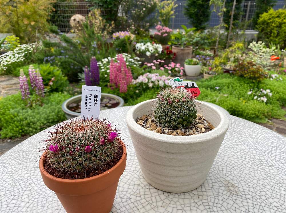 サボテンの投稿画像 By H17さん 花壇とガーデニングと手作りの庭とおうち園芸 21月4月16日 Greensnap グリーンスナップ