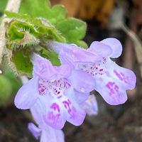 カキドオシ,ハーブ,山野草,シソ科,里山の画像