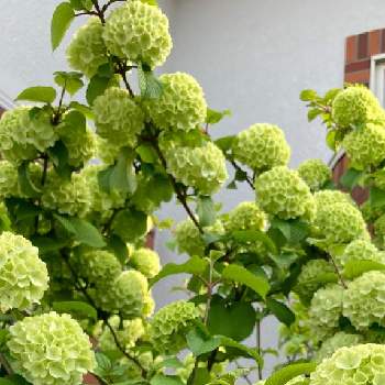 庭木の花の投稿画像一覧 Greensnap グリーンスナップ