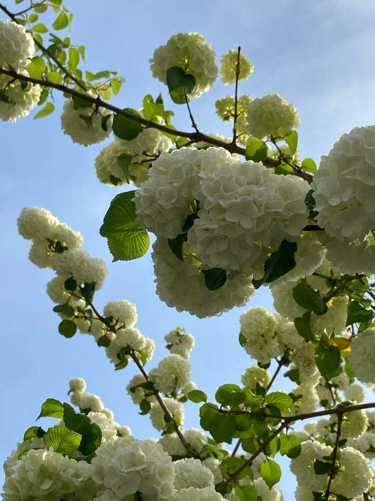 オオデマリの投稿画像 By ペロさん お散歩と木の花と静岡 21月4月16日 Greensnap グリーンスナップ