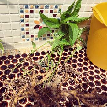 姫ひまわりの投稿画像一覧 Greensnap グリーンスナップ