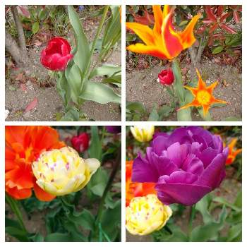 チューリップ アイコーン の投稿画像一覧 Greensnap グリーンスナップ