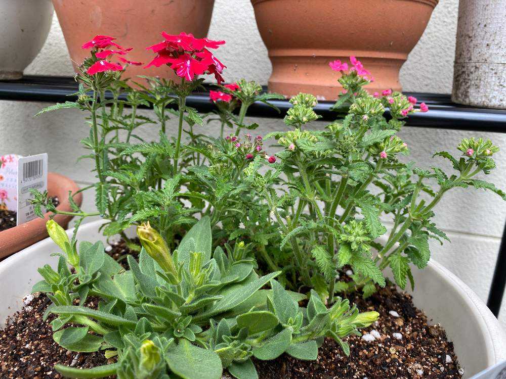 値下げバーベナを可愛くお直ししてみたい Greensnap グリーンスナップ