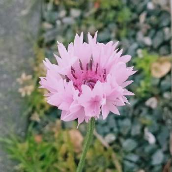 花の命は短くての投稿画像一覧 Greensnap グリーンスナップ