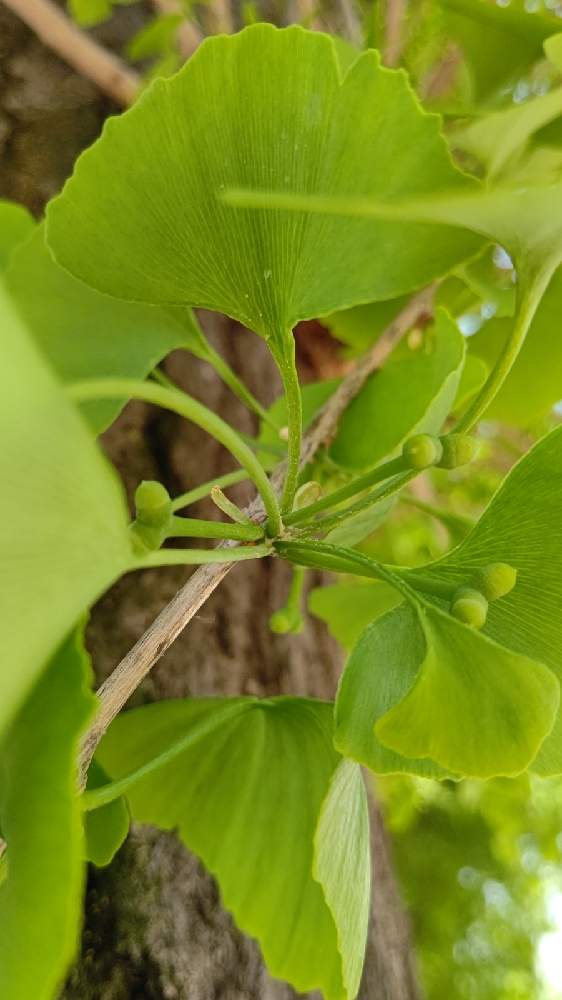 イチョウの投稿画像 By 真理さん イチョウの雌花と都市公園 21月4月16日 Greensnap グリーンスナップ