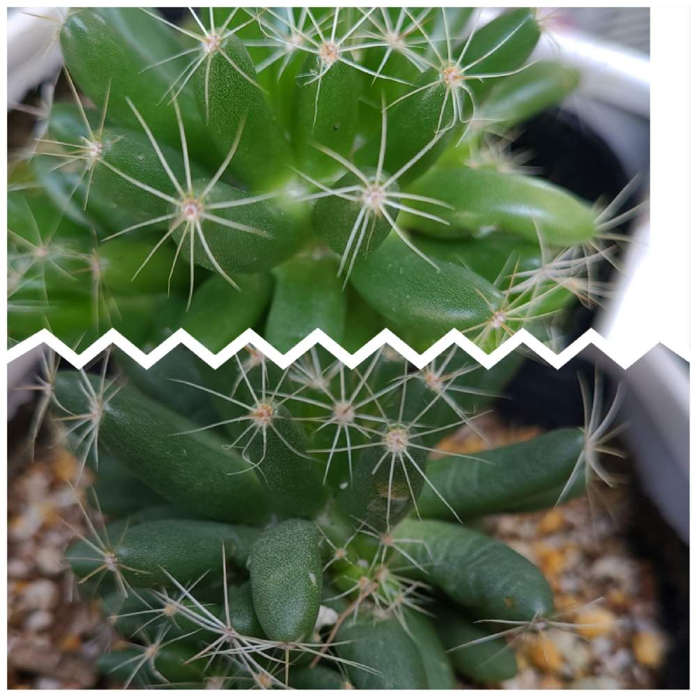 金星の投稿画像 By グリングリン2さん 頂き物とサボテン金星 21月4月16日 Greensnap グリーンスナップ