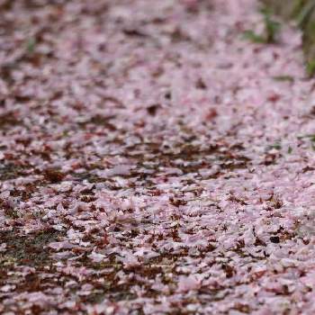 花筵 はなむしろ の投稿画像一覧 Greensnap グリーンスナップ 花筵 はなむしろ の投稿画像一覧 Greensnap グリーンスナップ