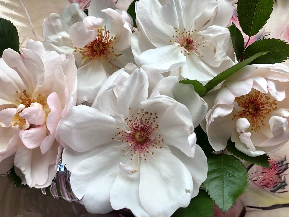 ジャクリーヌ デュ プレの投稿画像 By ももじるさん 胸キュンと京成バラ園からお迎えとばら バラ 薔薇 と春のリビングフラワーフォトコンとホワイトと香りの良いバラと白の花とガーデニングとバラを楽しむとバラ ジャクリーヌ デュプレ 21月4月16日 Greensnap