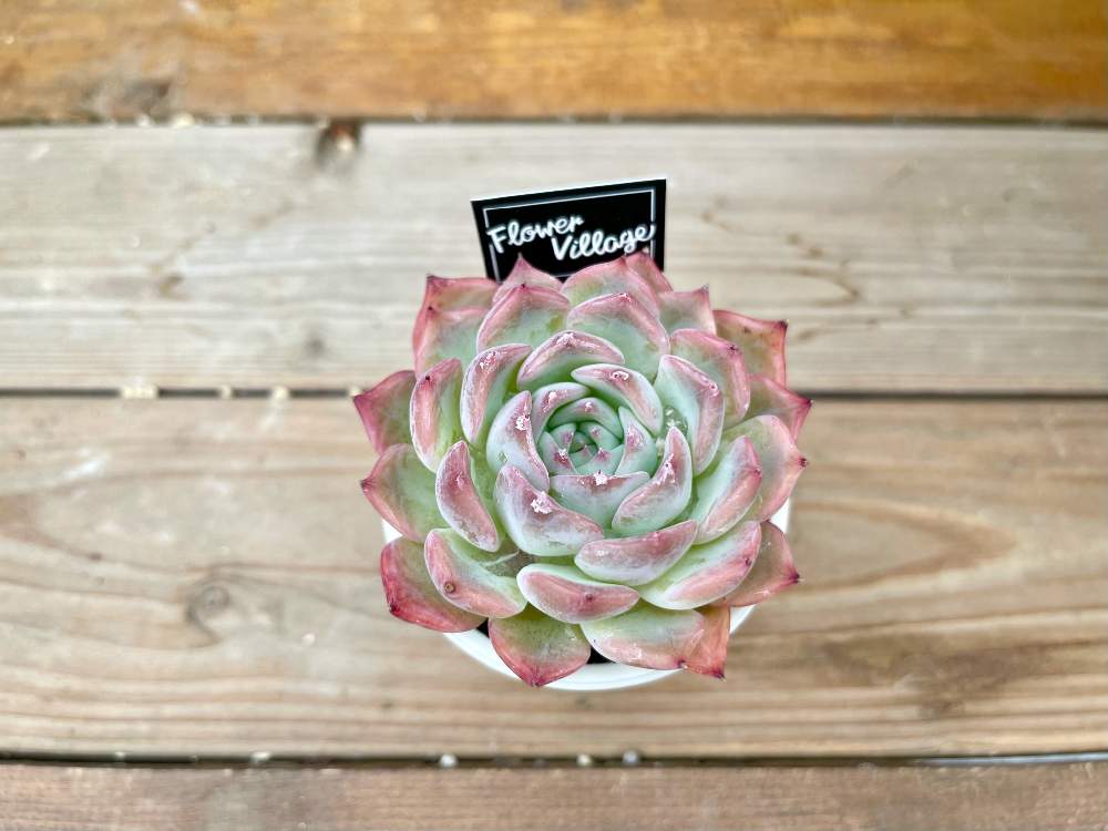 横浜タニラーの投稿画像 By Flower Villageさん 鷺沼 園芸店と寄せ植えと多肉植物 キャラリアンとキャラリアン エケベリアと田園都市線と紅葉する多肉と神奈川タニラーと植中毒と温室とエケベリア女子とフラワービレッジとお家時間とタニラーと観葉植物のある暮らしと