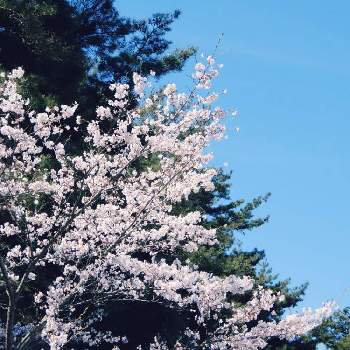 桜・そめいよしのの画像 by ともはさん | お出かけ先と桜・そめいよしのと咲いた！と今日の一枚と『2021桜』フォトコンテスト