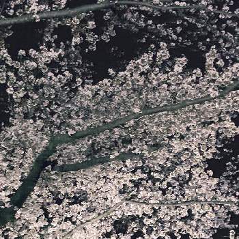 桜のある風景の画像 by emimi♡さん | サクラと空と桜と癒しと桜のある風景とさくら 桜 サクラと素敵な色合いと綺麗と桜サクラと綺麗な色♡とさくらと素敵と『2021桜』フォトコンテスト