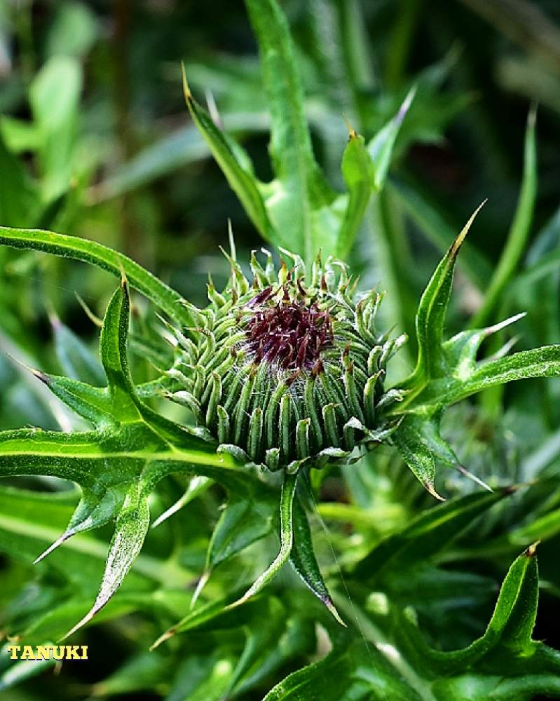 アザミの投稿画像 By ムラタヌキさん お出かけ先と金曜日の蕾たちと山野草と一眼レフ撮影と多年草とグロテスクと雑草と里山と県東部と金曜日の蕾たちと山野草と一眼レフ撮影と多年草とグロテスクと雑草と里山と県東部 21月4月16日 Greensnap グリーンスナップ