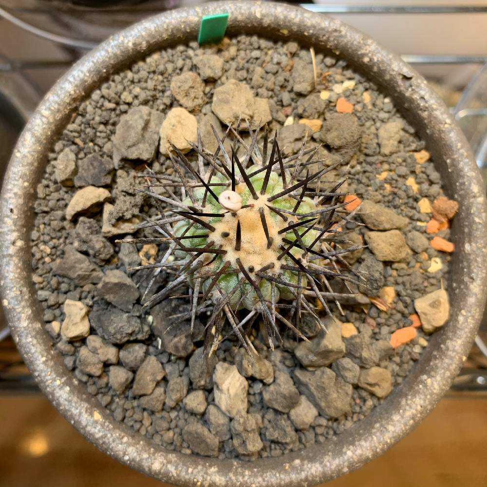 サボテン多肉植物　コピアボアSP : サボテン 多肉植物 コピアポア 黒士冠 台付き 抜き苗